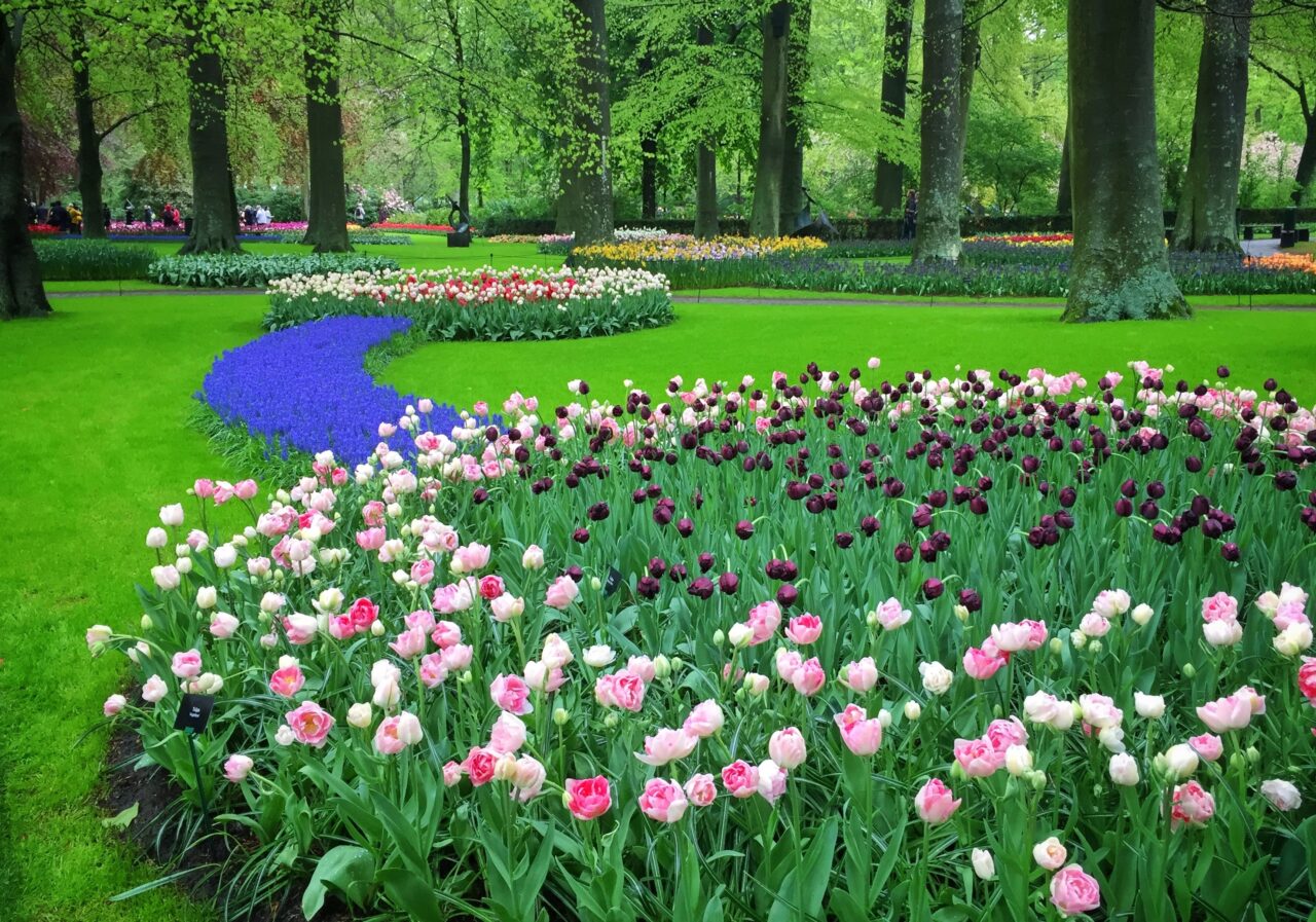 AMENDĂ de 5000 de lei pentru cei care rup această floare. Ce fac localnicii din Gorj