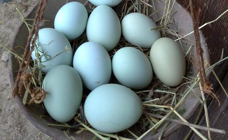 Ouăle de țară, mai SCUMPE decât merele! Cât au ajuns să coste