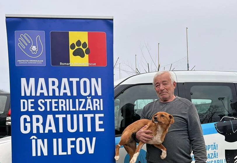 Cupoane gratuite în Ilfov pentru sterilizarea câinilor și a pisicilor (P)