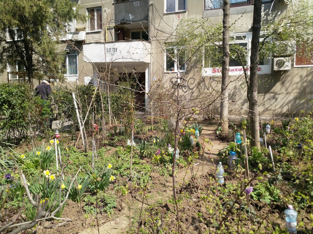 AMENZI pentru locatarii care vor să grădinărească! Ce pățesc românii care vor să își planteze zambile în grădina blocului, fără autorizația Primăriei