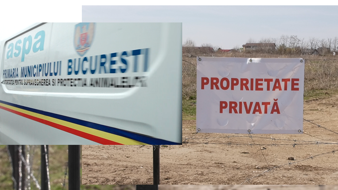 EXCLUSIV VIDEO | Câinii din zona Lacul Morii, o problemă nerezolvată și după două luni de la moartea Anei Oros. „Nu au luat câinii, seara se aud numai lătrături. Mi-e frică să merg pe câmp. Este dezinteres total”