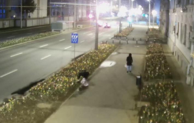 Două femei, prinse în timp ce smulgeau florile plantate în Sectorul 6. Ce PEDEAPSĂ riscă