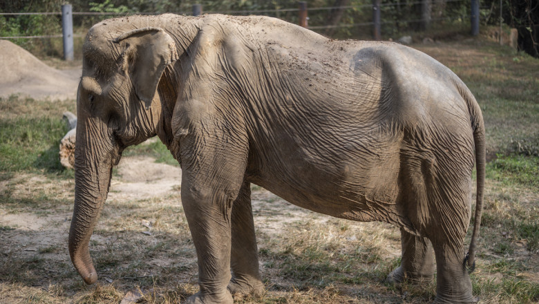 Starea deplorabilă în care ajunge un ELEFANT, după ce a fost călărit de turiști zeci de ani: „Încă are cicatrici în locurile în care se prindea suportul”