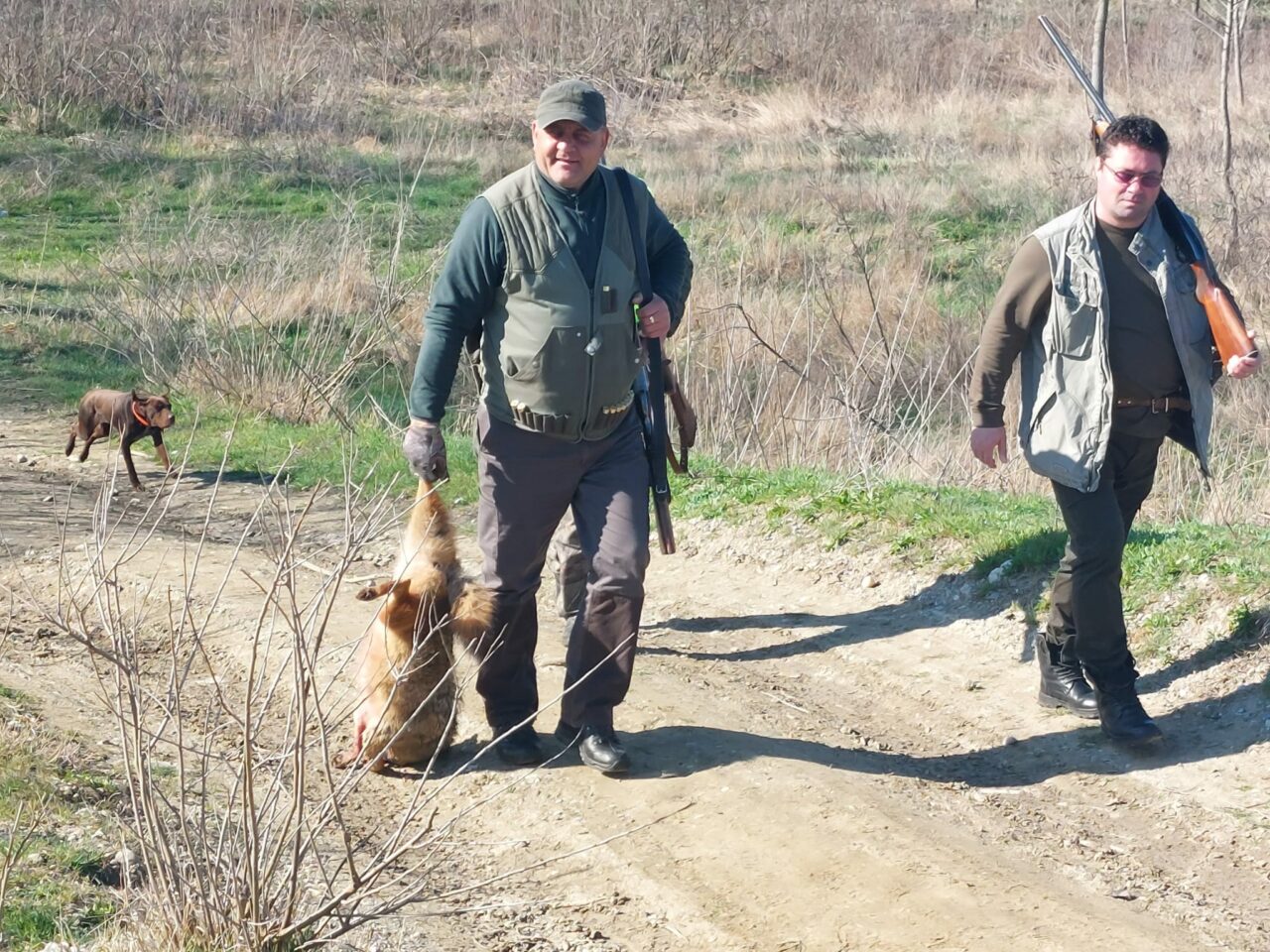 Disperați din cauza șacalilor care au ucis zeci de animale, o sută de vânători voluntari s-au mobilizat pe malul Dunării