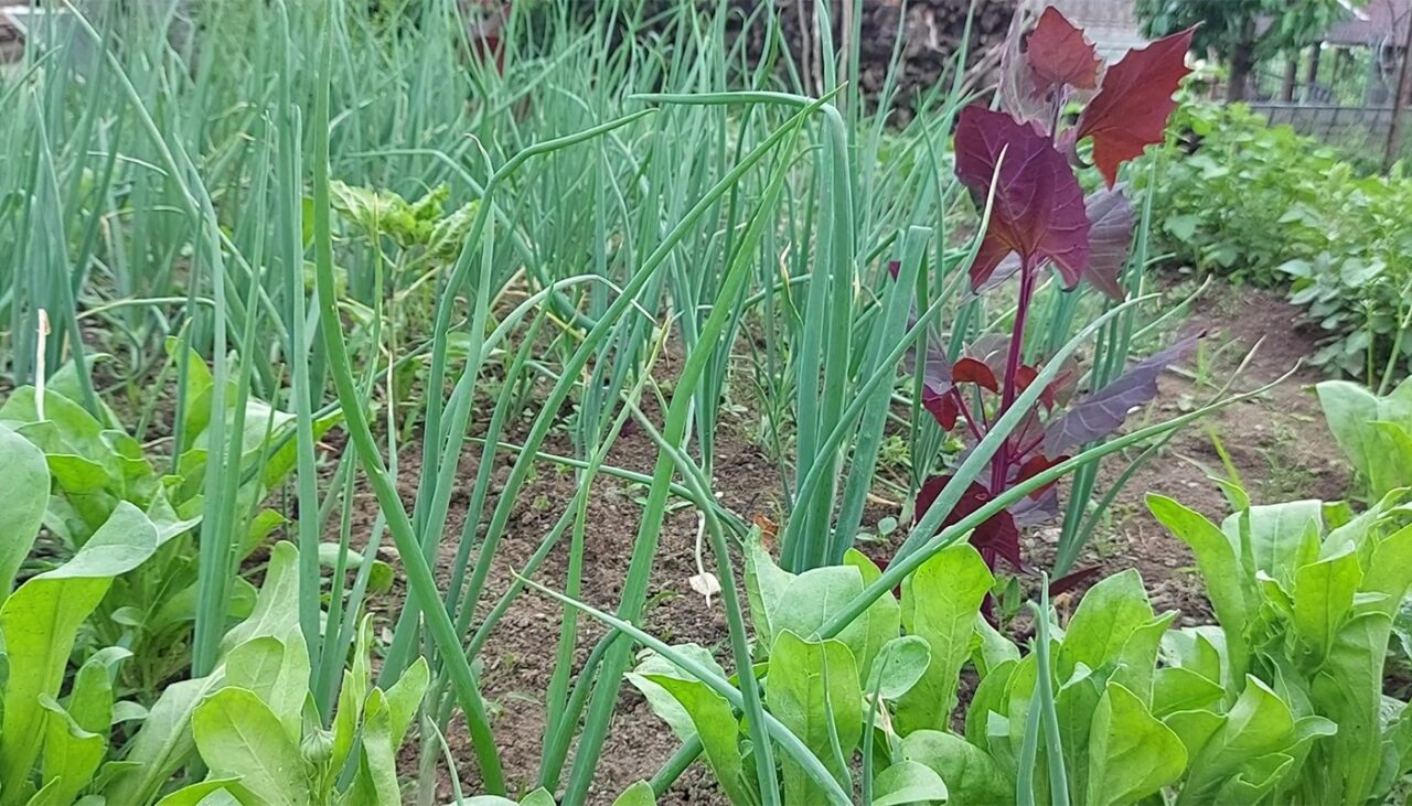 Cele 5 plante interzise în România. NU AI VOIE să le cultivi în grădină și poți risca amendă sau închisoare