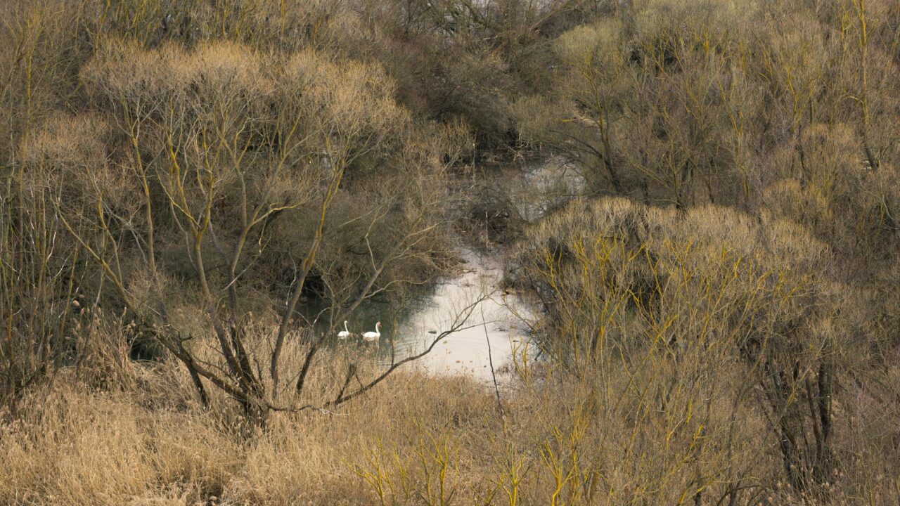 ”Mica Deltă” a Floreștiului, o zonă spectaculoasă care se aseamănă cu Delta Dunării. Unde este situată