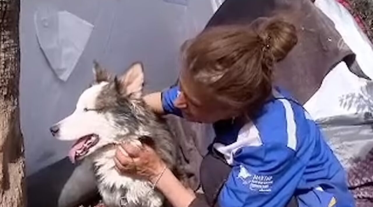 FOTO-VIDEO | „E într-adevăr un MIRACOL”: Un husky a fost scos de sub dărâmături, în Turcia, după ce a stat 23 de zile fără mâncare sau apă