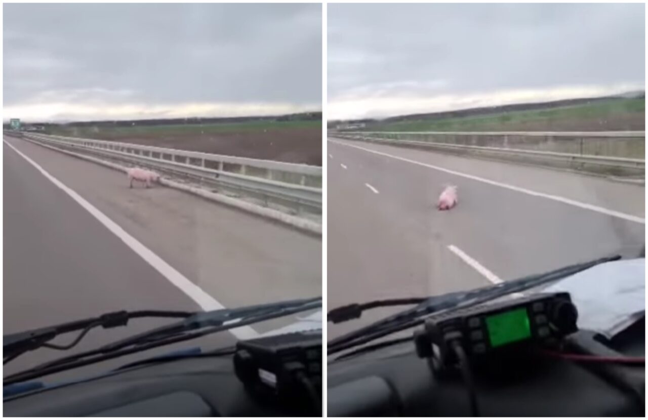VIDEO | Ce au întâlnit în trafic șoferii care au condus pe A3! Imaginile sunt halucinante!