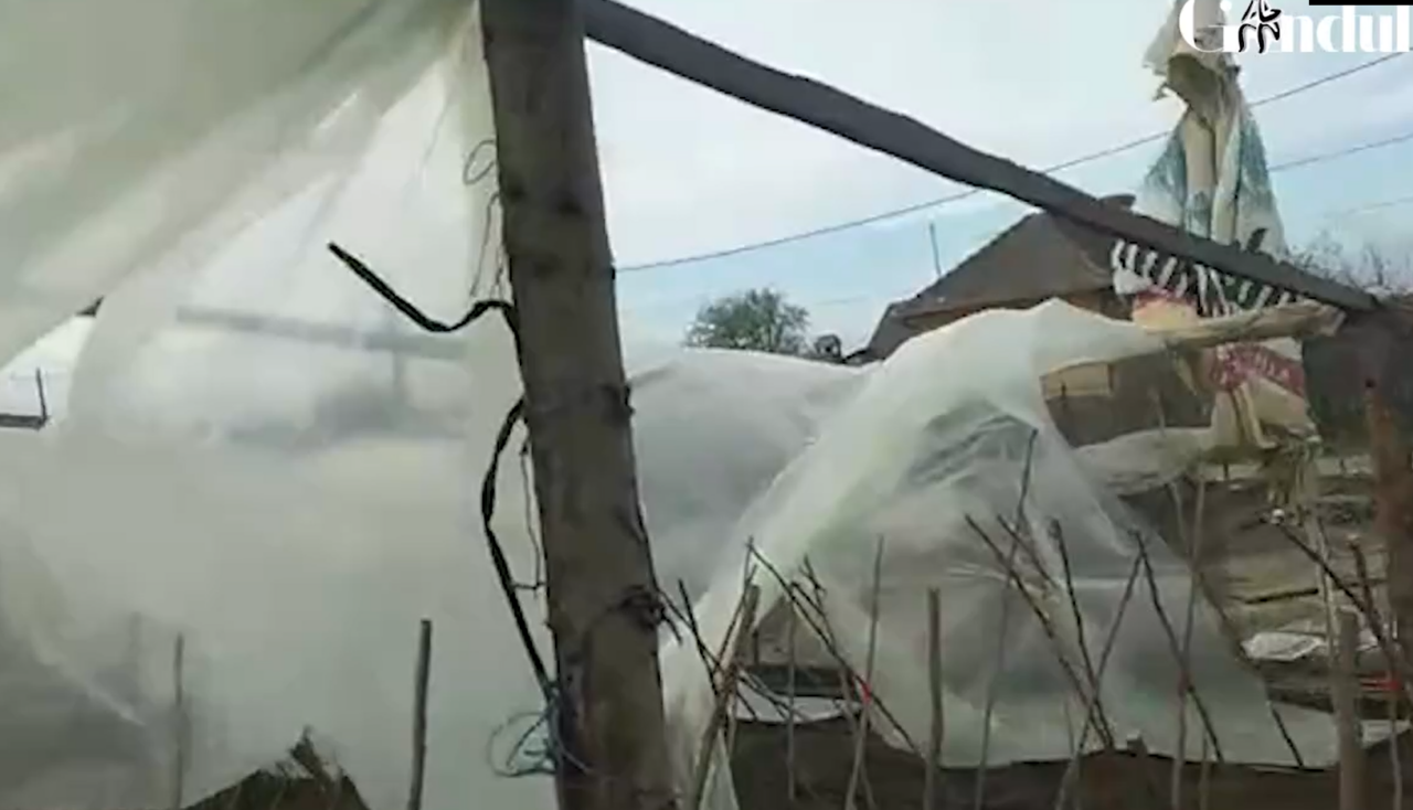 Vântul a făcut prăpăd la Dăbuleni și a distrus solariile unde s-au plantat pepeni | VIDEO