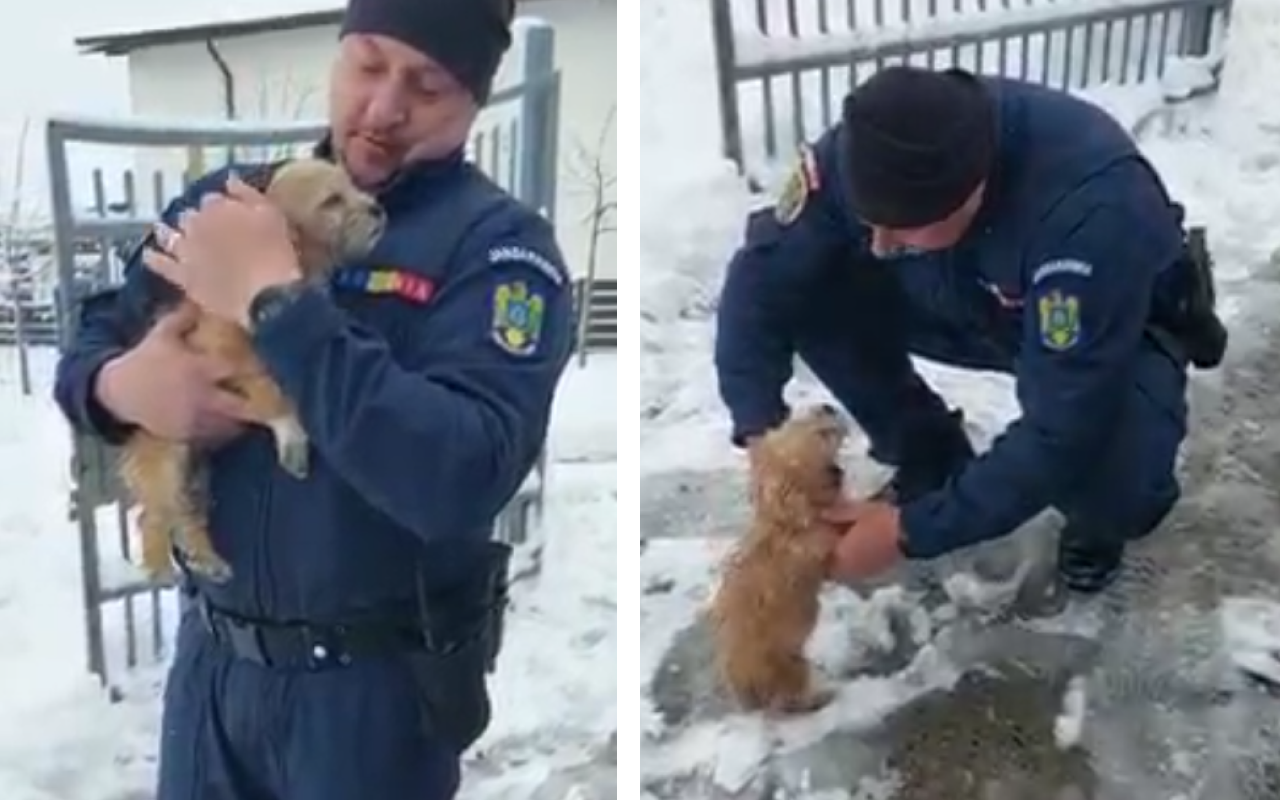 VIDEO Misiune de SALVARE aparte în Iași. Un jandarm a scos în viață un biet cățel de sub mormanele de nămeți
