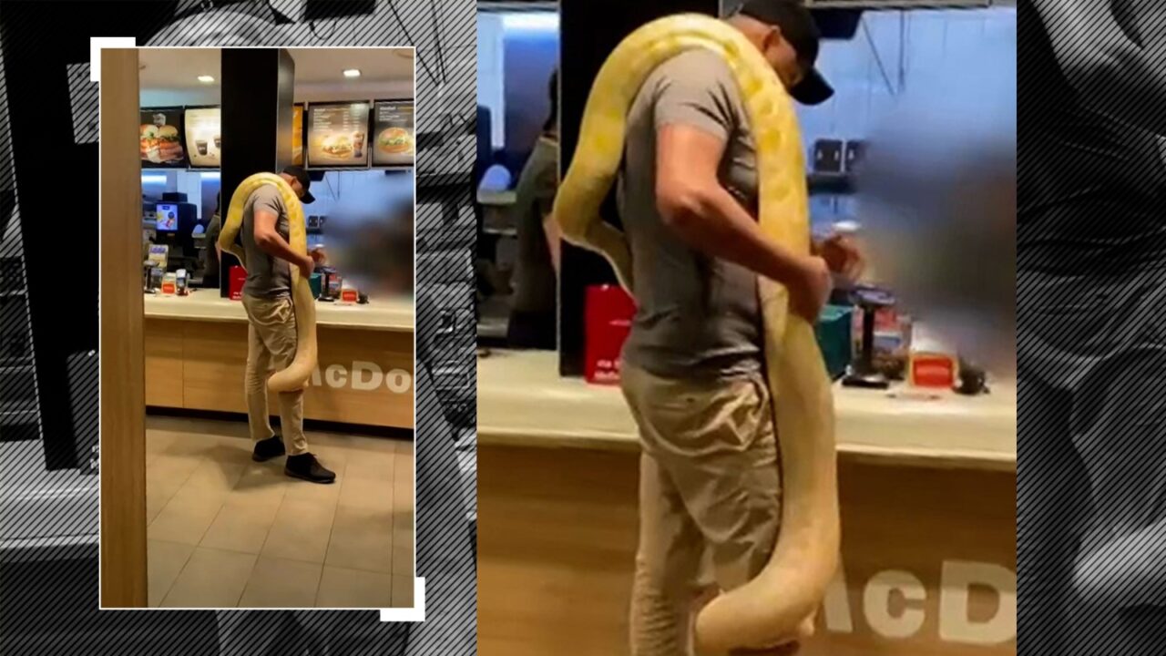 VIDEO | Scene incredibile: Un bărbat a intrat într-un restaurant fast-food cu un piton pe umăr