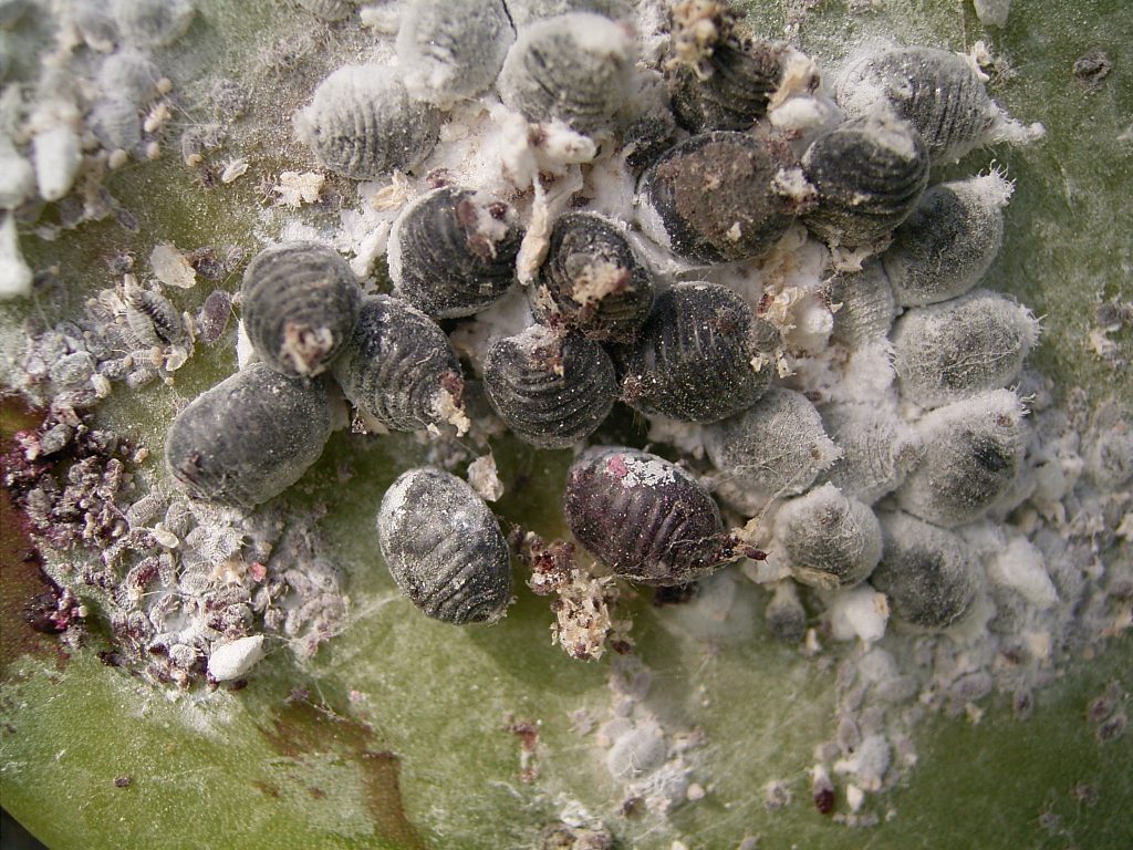 UE aprobă făina de greieri, dar românii consumă insecte de zeci de ani. Ce este ADITIVUL E 120