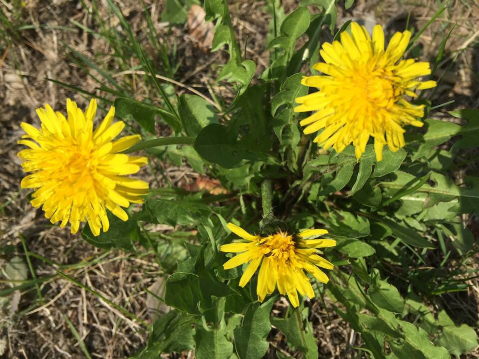Planta miraculoasă din grădină care te ajută să slăbești și poate vindeca boli extrem de GRAVE