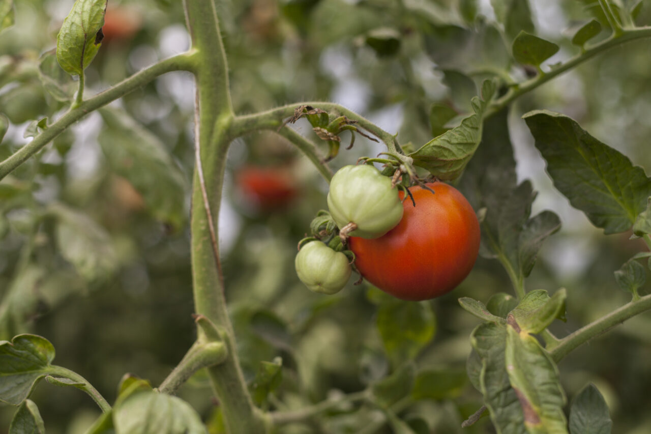Ministerul AGRICULTURII: Tinerii fermieri au prins gustul Programului „Tomata”