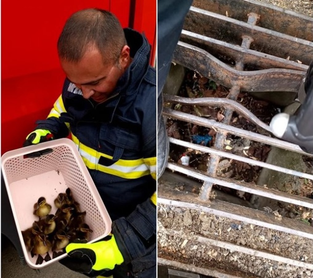Pompierii constănțeni, intervenție atipică. 10 rățuște, salvate dintr-o gură de scurgere