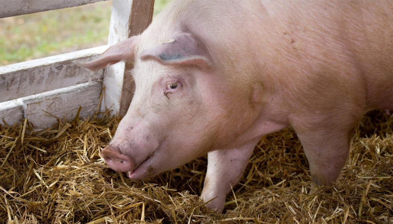 Am făcut calculul! Câți lei costă să crești UN PORC în România, în 2023