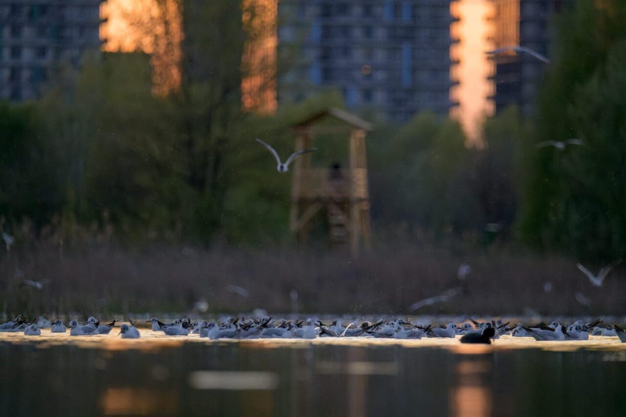 Ministerul Mediului a aprobat Regulamentul Parcului Natural Văcărești. Când și pe unde se face accesul în Parc. Principalele INTERDICȚII