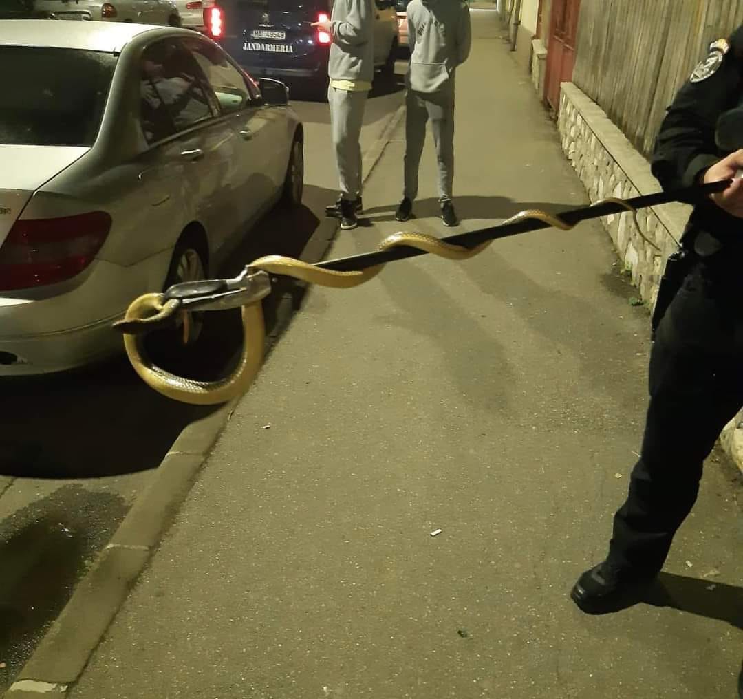 Șarpe de peste 1,5 metri, scos de jandarmi de la motorul unei mașini. Reptila a fost eliberată în mediul ei natural