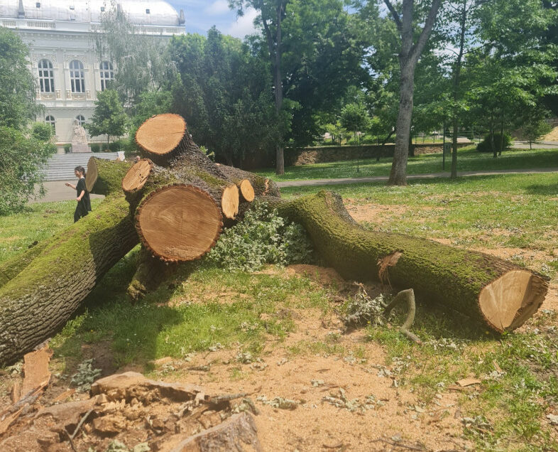 FOTO | Cel mai bătrân stejar din Arad A FOST TĂIAT! De ce au recurs autoritățile locale la acest gest