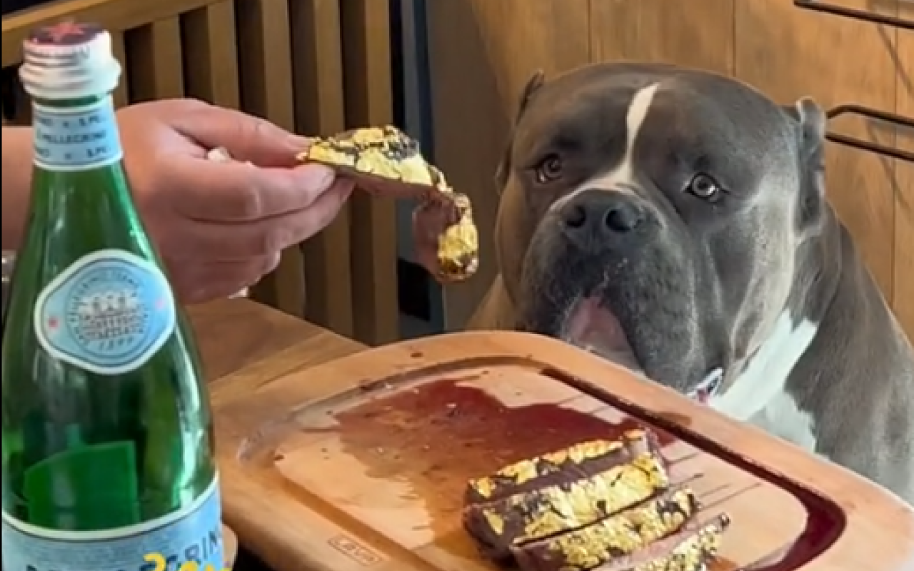 VIDEO „Masă regală” servită de un câine la un restaurant de fițe din Cluj. DELICATESA în foiță de aur cu care s-a delectat animalul costă 1.200 de lei