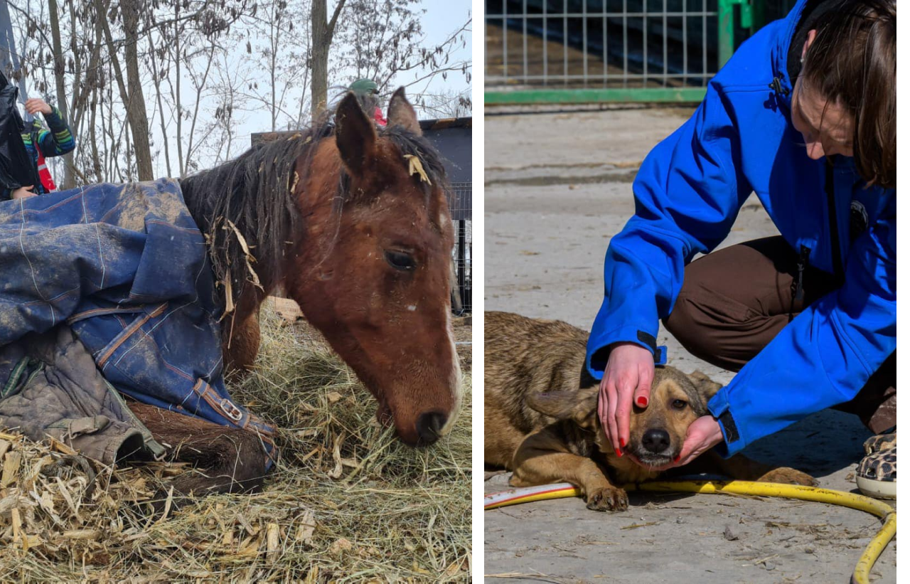 Poveste cutremurătoare în Ilfov. Zeci de ANIMALE lasate să moară de foame pe o proprietate privată: „N-am crezut că o să văd o inimă cum se oprește”