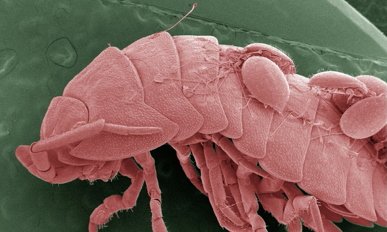 VIDEO | Este coadă la restaurantul care vinde un nou fel de mâncare ce include un izopod gigant cu 14 picioare