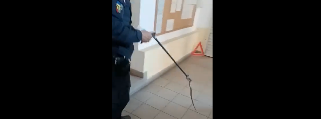 VIDEO | Angajații unei stații ITP din Drobeta Turnu Severin s-au trezit cu un șarpe în imobil. Jandarmii au acționat imediat