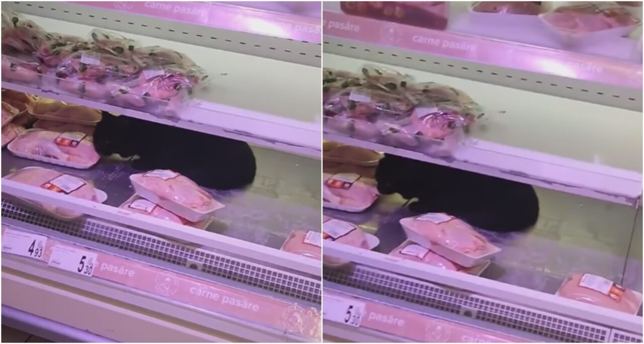 VIDEO ȘOCANT! O pisică a fost filmată într-un raft frigorific cu carne, într-un supermarket din București