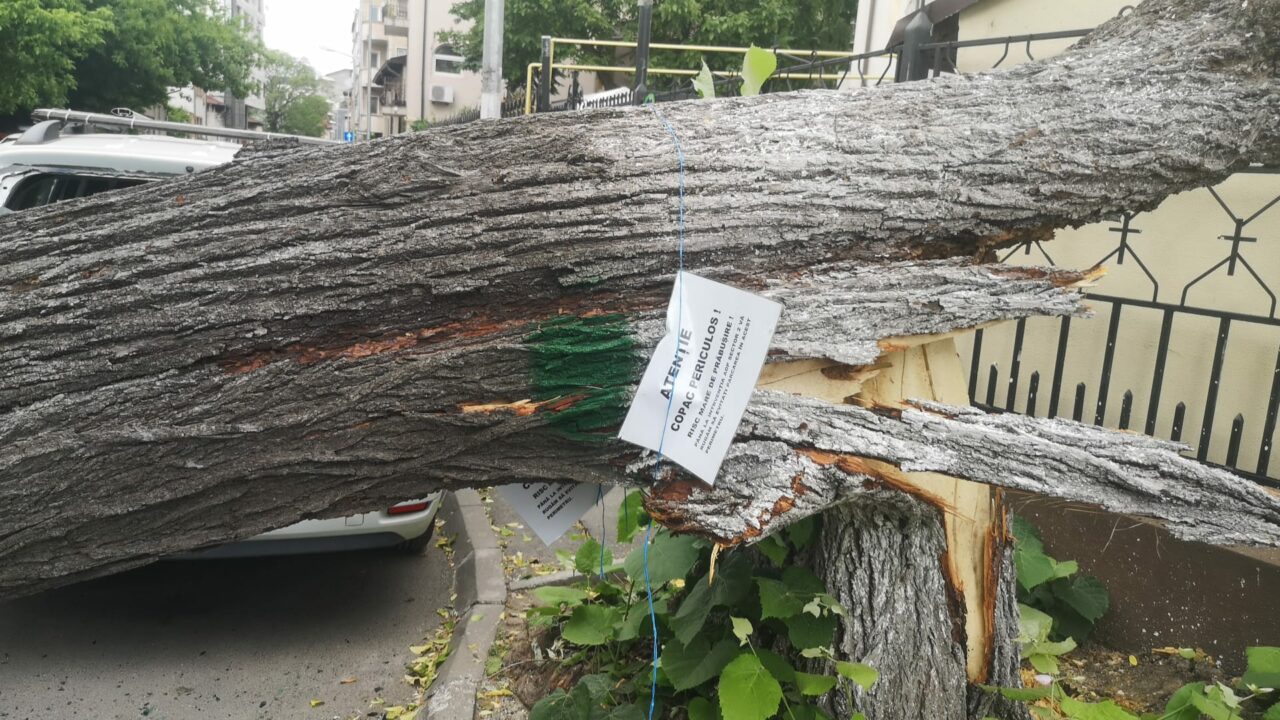 Primarul Sectorului 2 îi cere lui Nicușor Dan să elibereze avizele de DEFRIȘARE, după ce furtuna din București a doborât mai mulți copaci