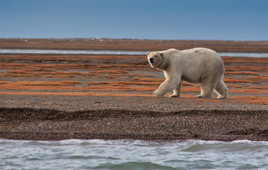 Cum se adaptează animalele sălbatice schimbărilor climatice?