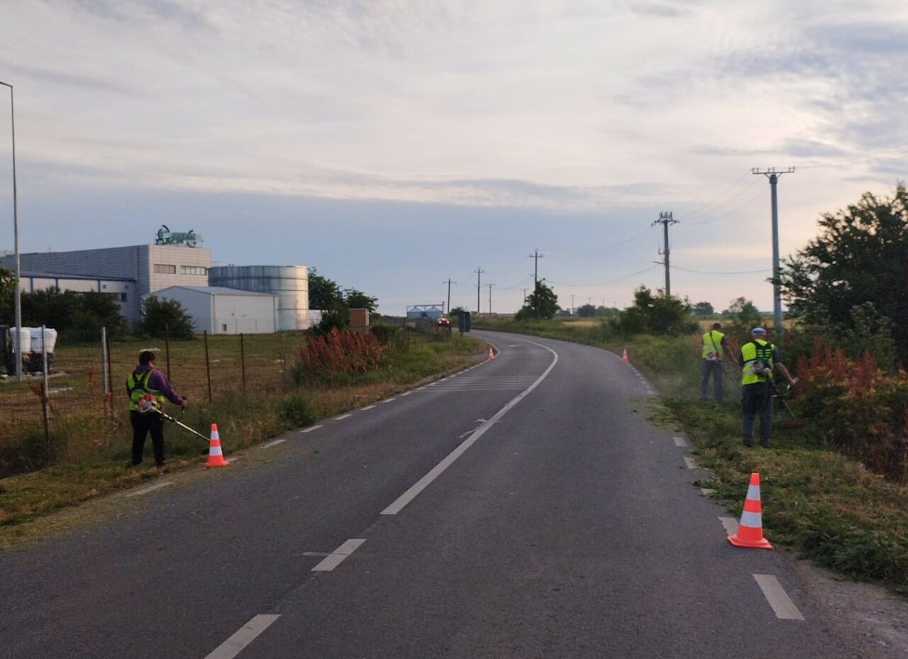 Consiliul Județean Ilfov aplică tratamente de distrugere și combatere a ambroziei (P)