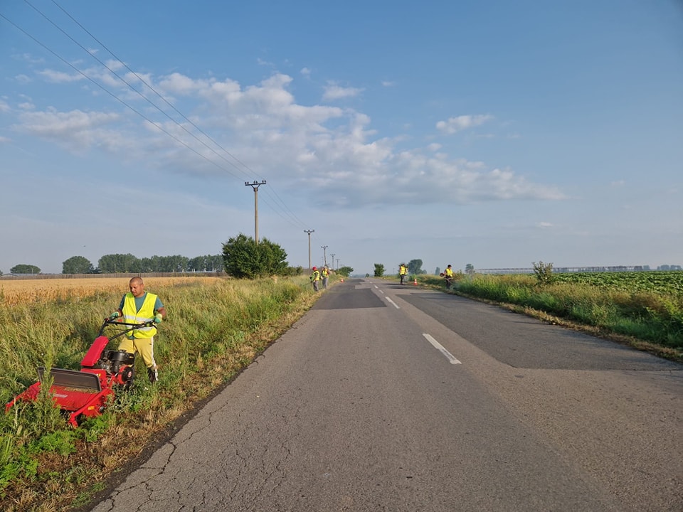Activitățile de combatere și distrugere a ambroziei, dar și de cosire continuă în Ilfov (P)