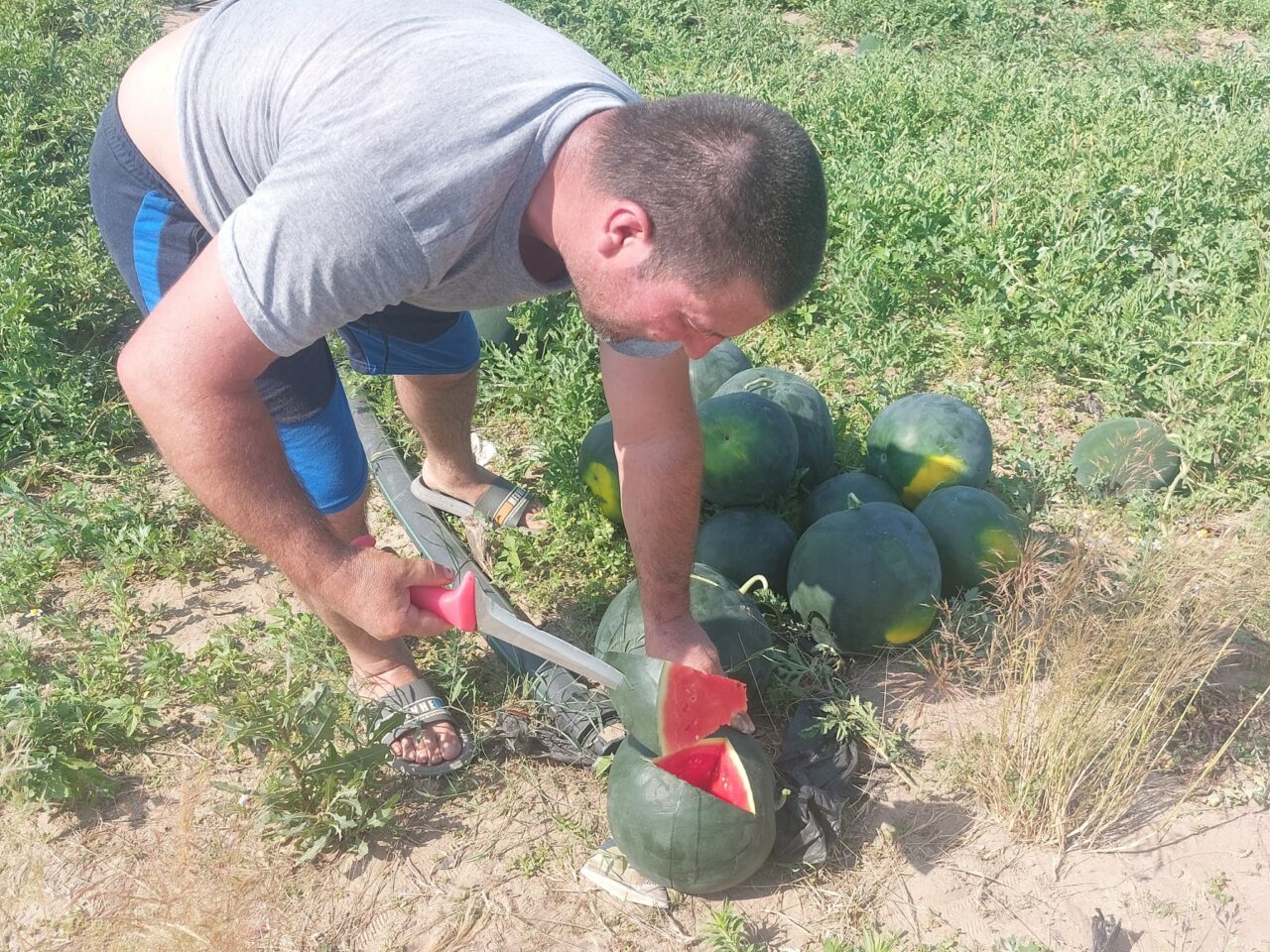 Primii pepeni din Dăbuleni vor ajunge în piețele din întreaga țara. Cu cât se vinde un kilogram