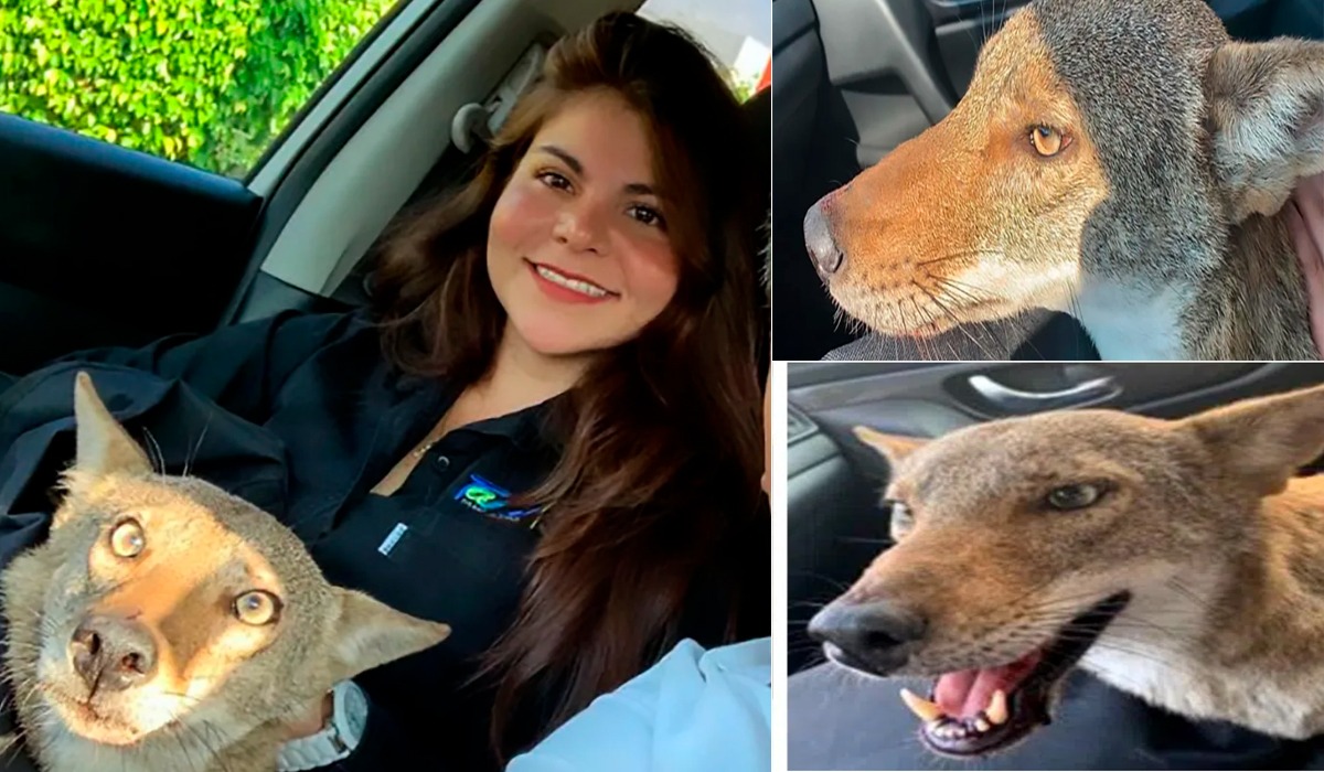 Andrea a crezut că a salvat un câine, dar după câteva zile a avut un șoc! Când a descoperit ce animal este, a chemat AJUTOARE
