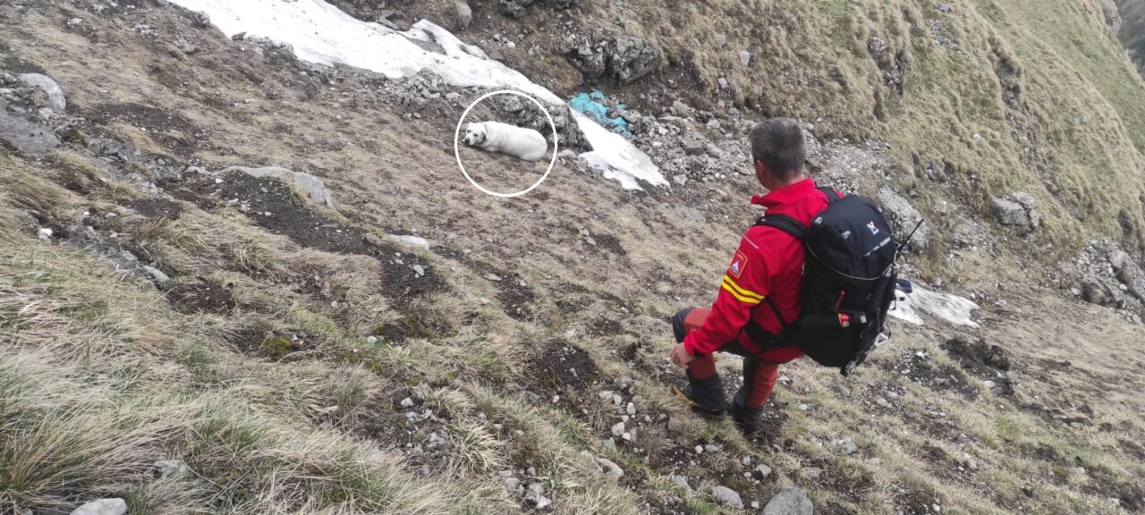 Un câine a CĂZUT aproape 200 de metri într-o prăpastie din Bucegi. Salvamontiștii din Bușteni: „Niciun om nu a scăpat cu viață de acolo”