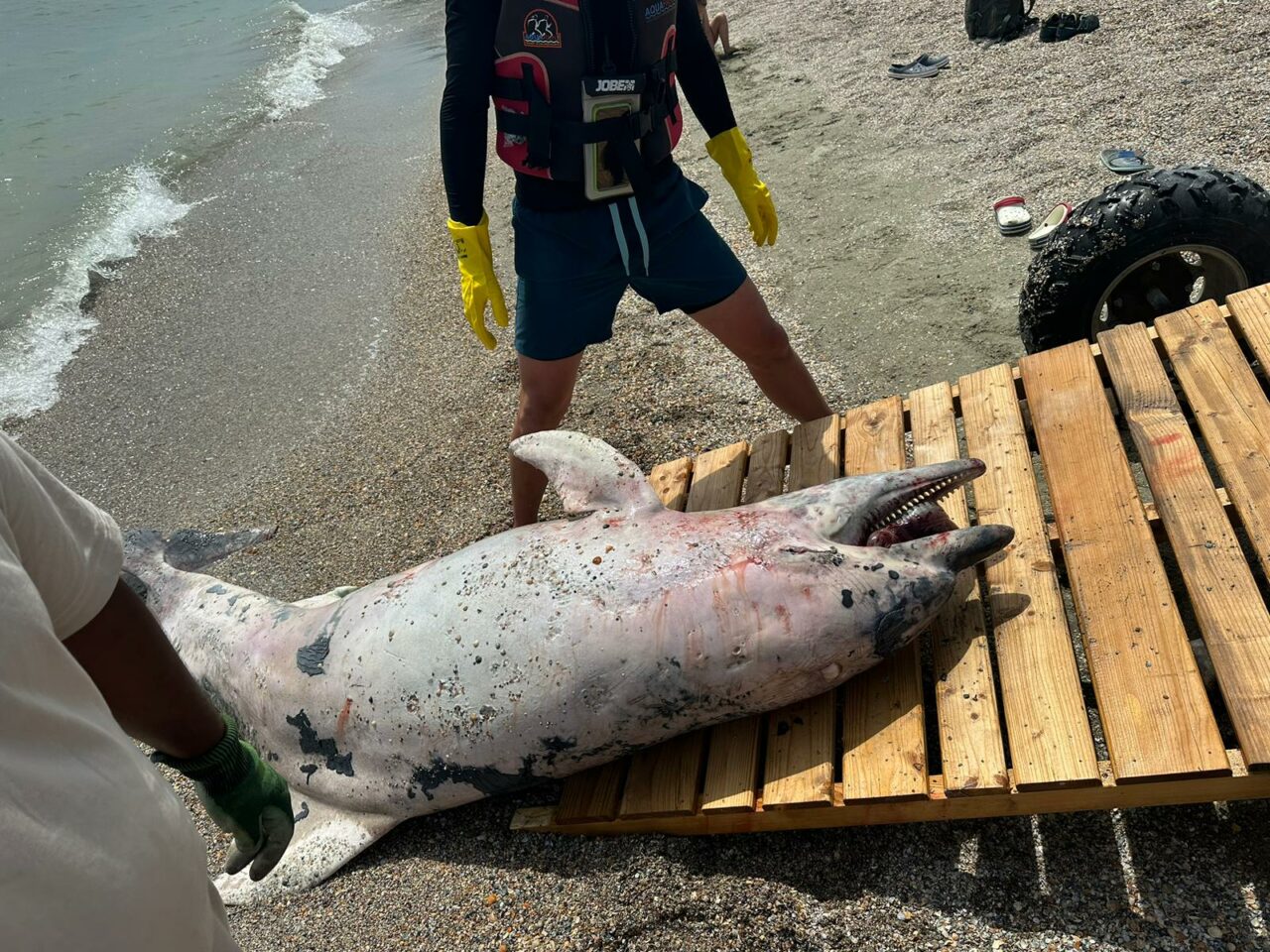 Un delfin uriaș, mort de aproximativ trei săptămâni, adus la mal de curenți pe o plajă din Mamaia