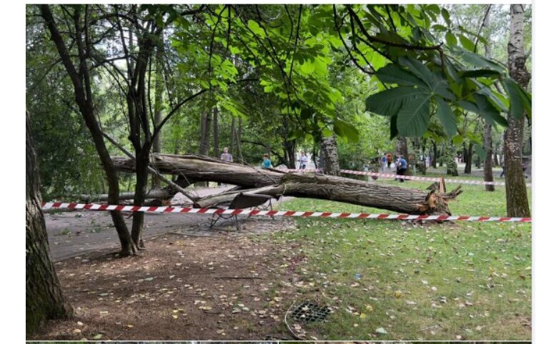 Incident șocant în Parcul IOR din Capitală. Femeie RĂNITĂ după ce un copac s-a prăbușit din senin peste banca pe care stătea