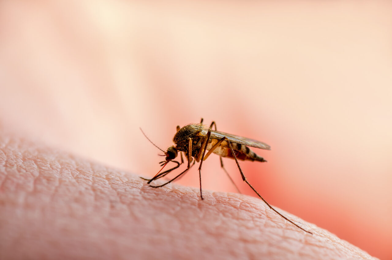 O boală tropicală mortală amenință Europa. Medicii sunt în alertă