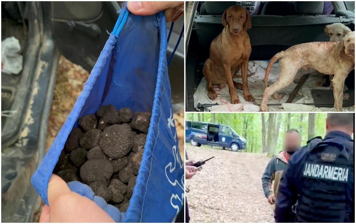 Ce a pățit un bărbat din Bacău după ce a fost PRINS de jandarmi la cules de trufe, fără să dețină autorizație de la Ocolul Silvic