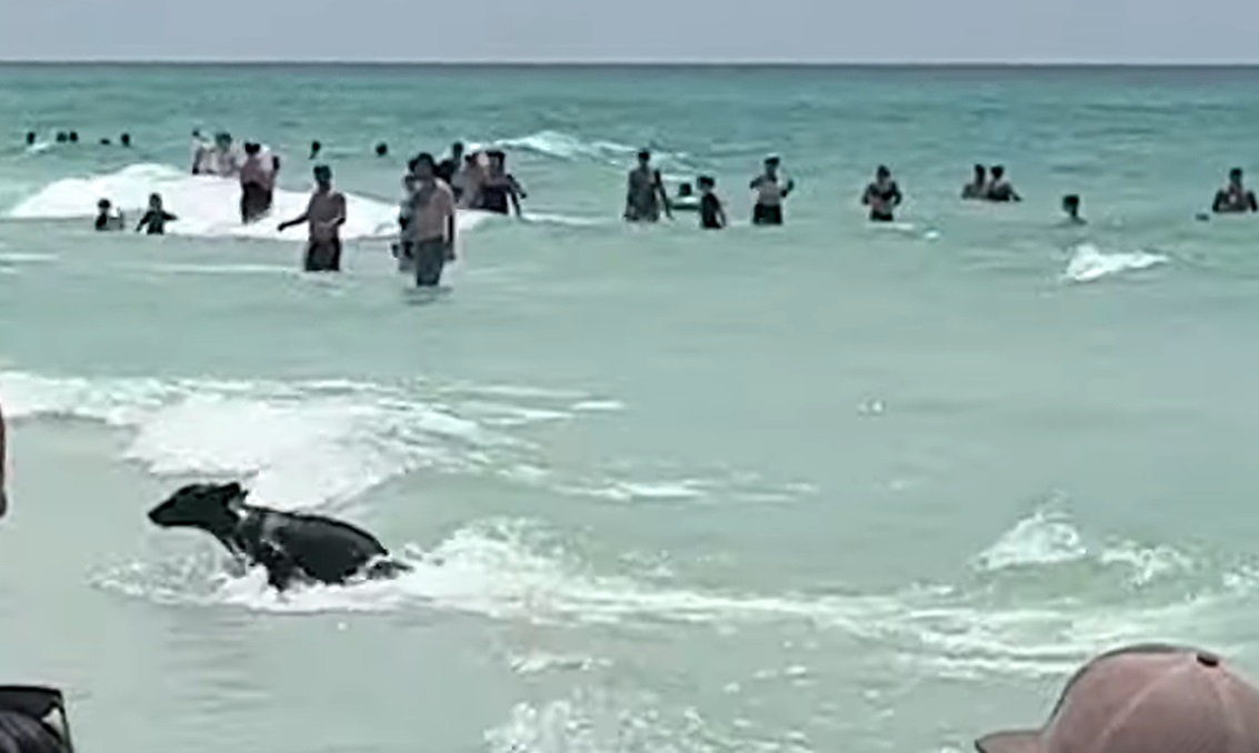 Apariție SURPRINZĂTOARE pe o plajă din Florida. Un urs a înotat în ocean printre turiști, apoi a fugit către dunele de nisip 