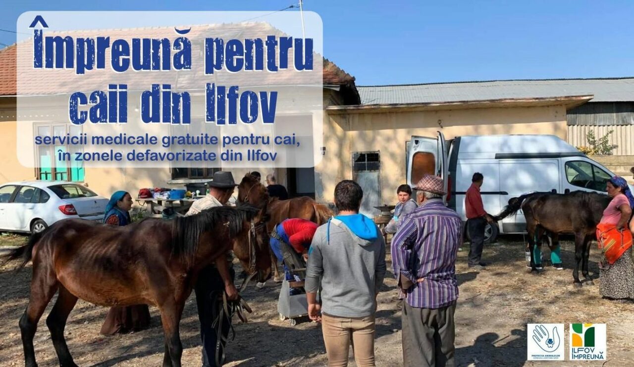 Servicii medicale gratuite pentru caii din zonele defavorizate din Ilfov (P)