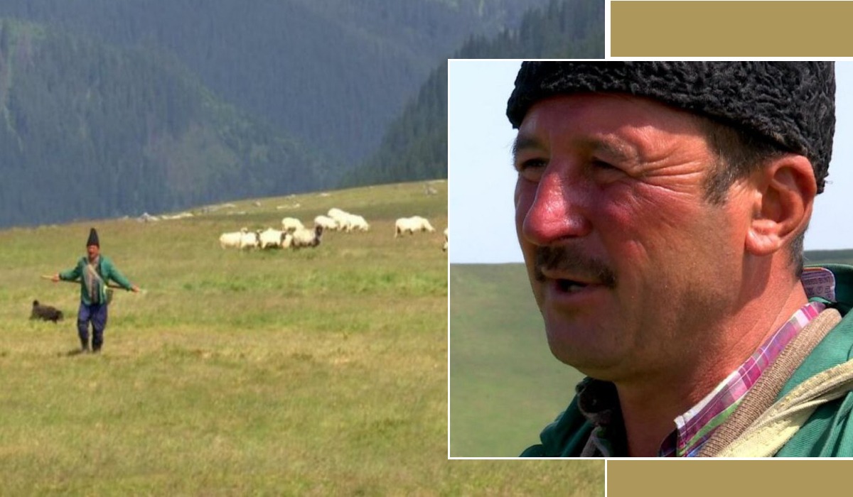 Povestea lui Aristică, ciobanul care a terminat Facultatea de Sivicultură, dar a preferat să ia calea munților: „Transhumanţa a fost mama noastră”