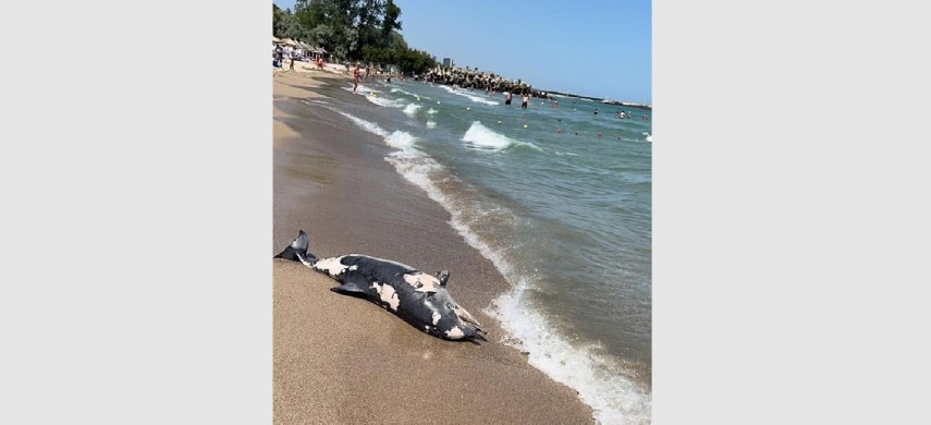 VIDEO | Delfin mort, adus de valuri pe plaja din stațiunea Neptun. Acesta a zăcut, ore bune, printre turiști