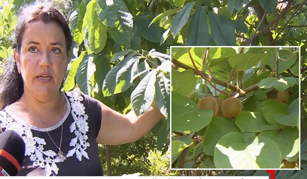 FOTO-VIDEO. Afacerea inedită cu care dai lovitura! Românii au renunțat la caiși și cultivă kiwi. Cât costă un lăstar