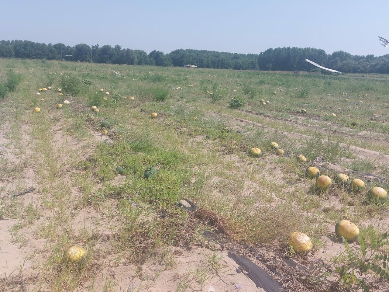 Lubenițele de Dăbuleni putrezesc pe tarlale. Pepenii verzi de import rup rafturile supermarketurilor din orașe