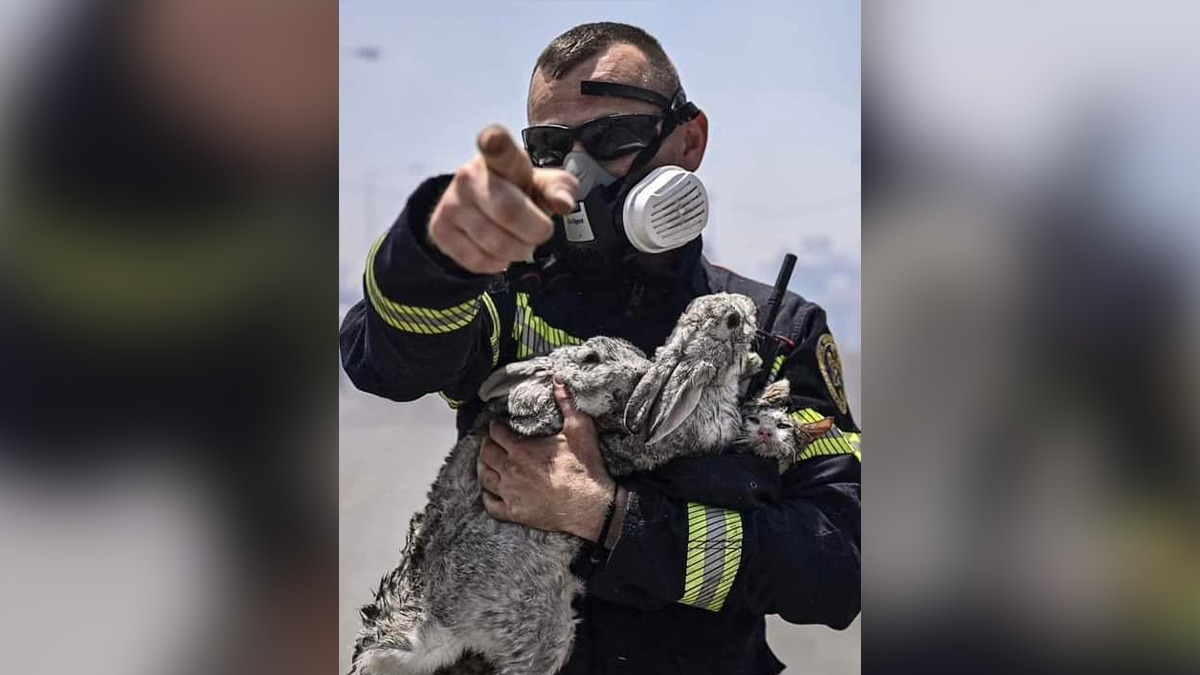 FOTO: Un pisic și doi iepuri, salvați de pompierii români din incendiul din Rhodos. „Din cauza fumului abia respirau”