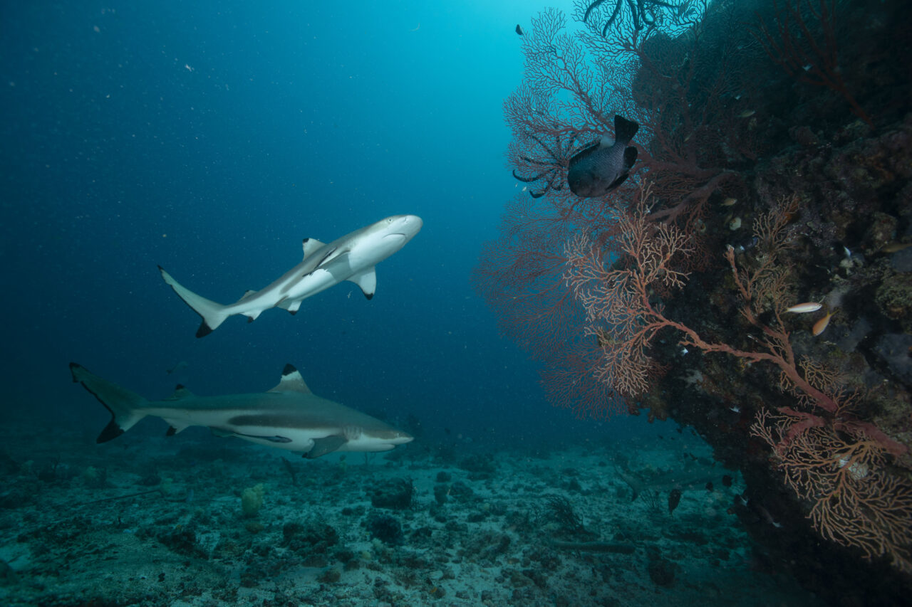 Shark Week, cu Jason Momoa, începe pe 24 iulie la Discovery Channel