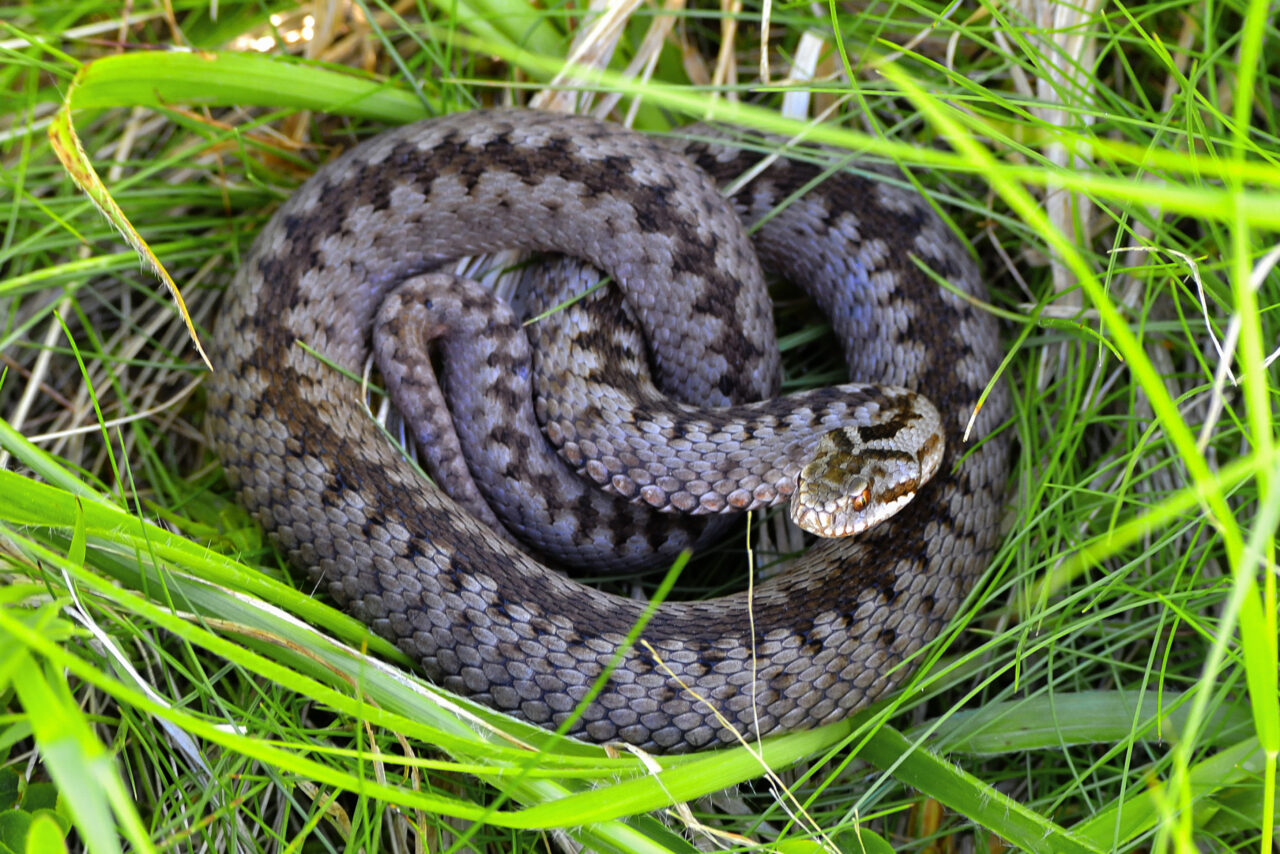 Băiat de 13 ani din Suceava, MUȘCAT de o viperă în curtea casei. Copilul se juca lângă un coteț, când a fost atacat de reptilă