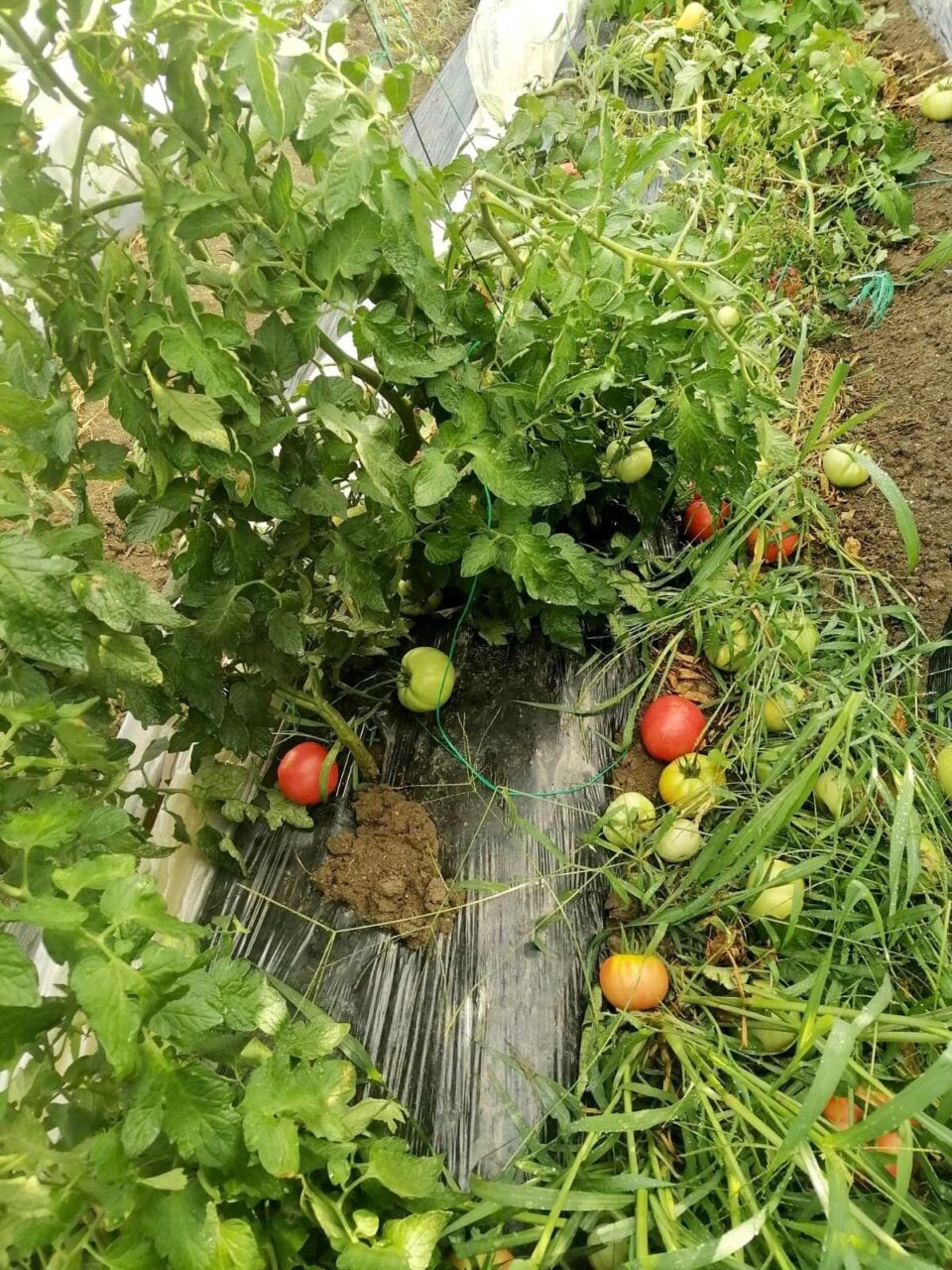 LOCUL din România unde roşiile se vând cu 1 leu kilogramul. Oamenii stau ore în șir la coadă pentru a cumpăra produse proaspete