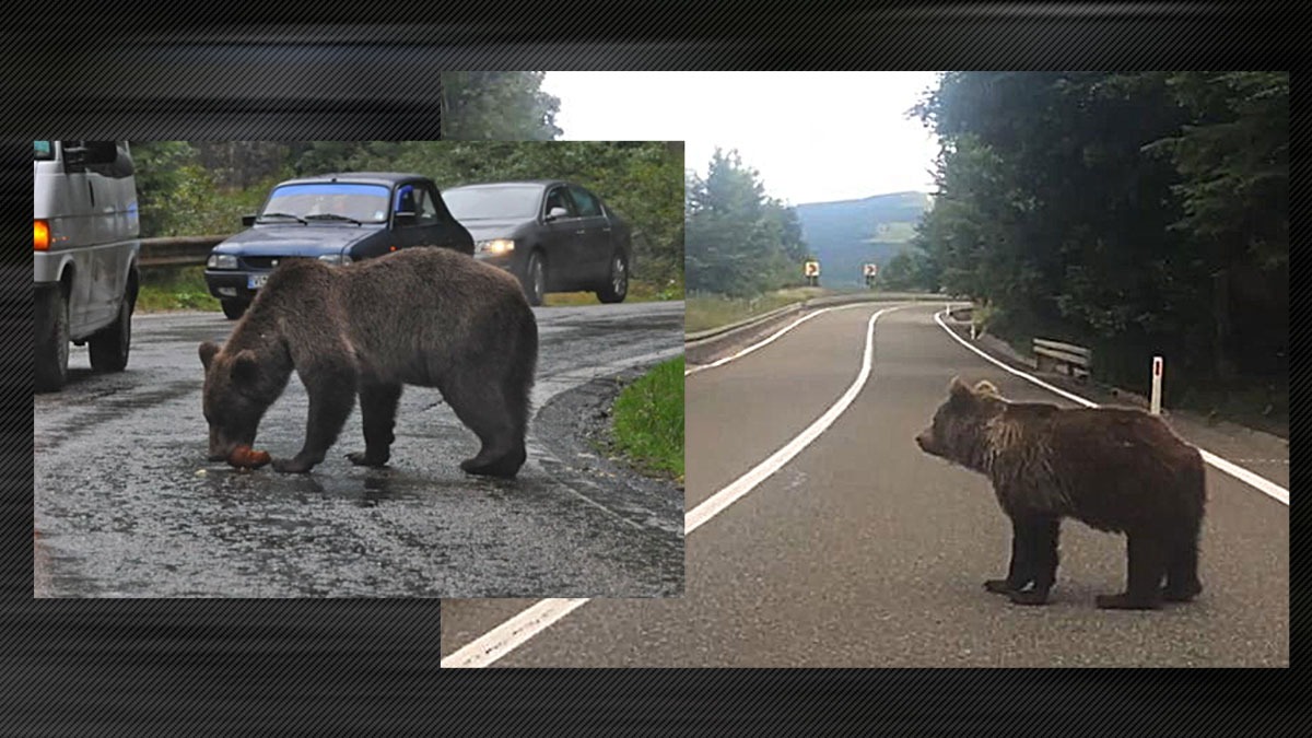 Ce îi așteaptă pe turiștii care vor opri pe Transfăgărășan pentru a hrăni urșii: „Echipele mixte de control vor putea da câte două amenzi”